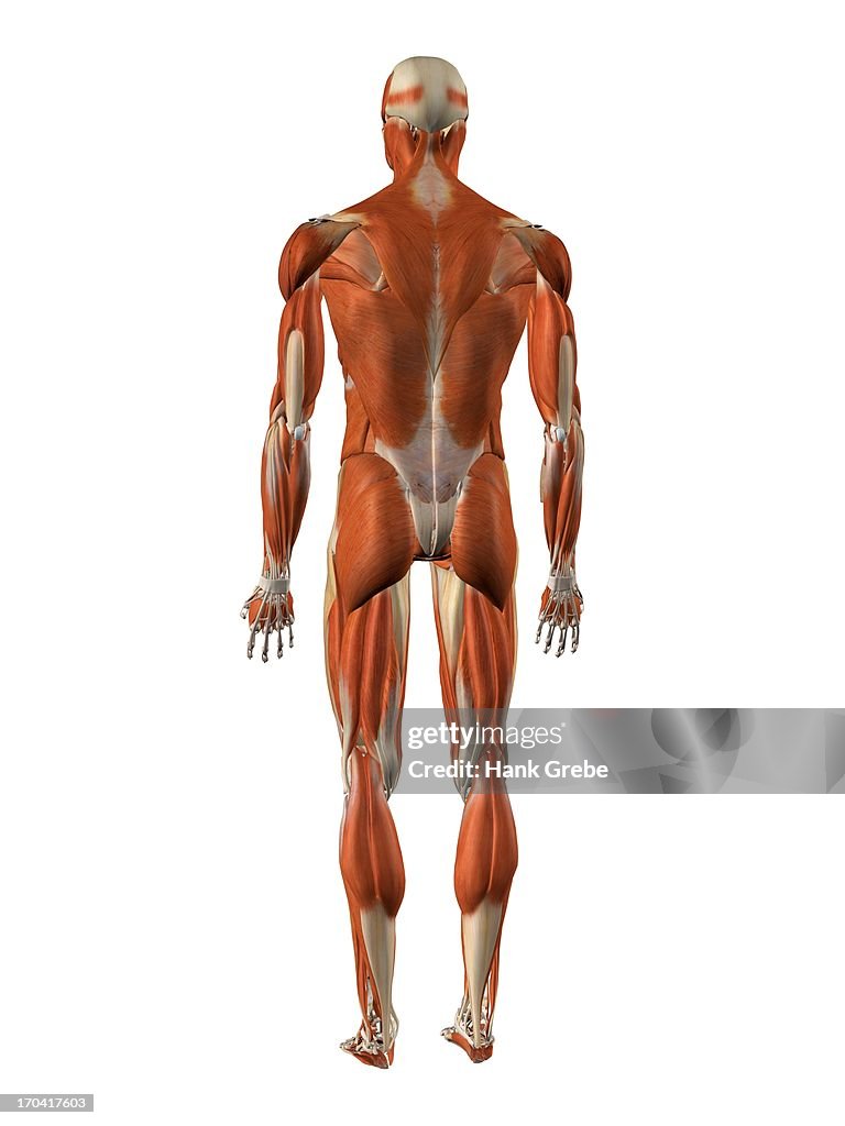 Male back and rear muscles, detailed anatomy