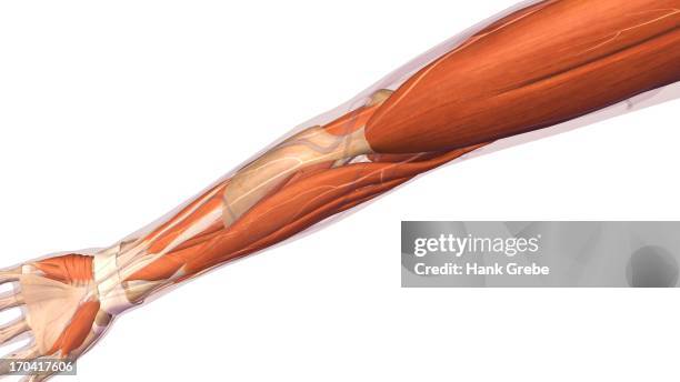 female elbow and forearm muscular anatomy, back, posterior view. full color 3d illustration on white background - wrist tendons stock illustrations