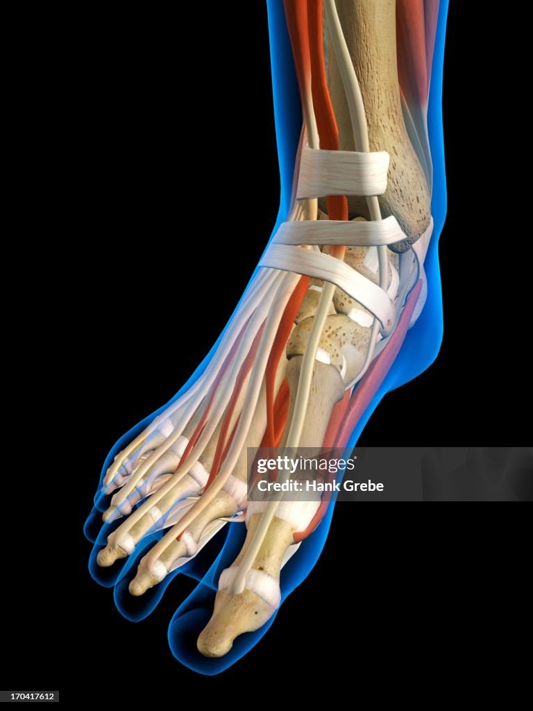 Front View X-Ray of female ankle and foot bones, muscles and ligaments. Full Color 3D computer generated illustration on Black Background