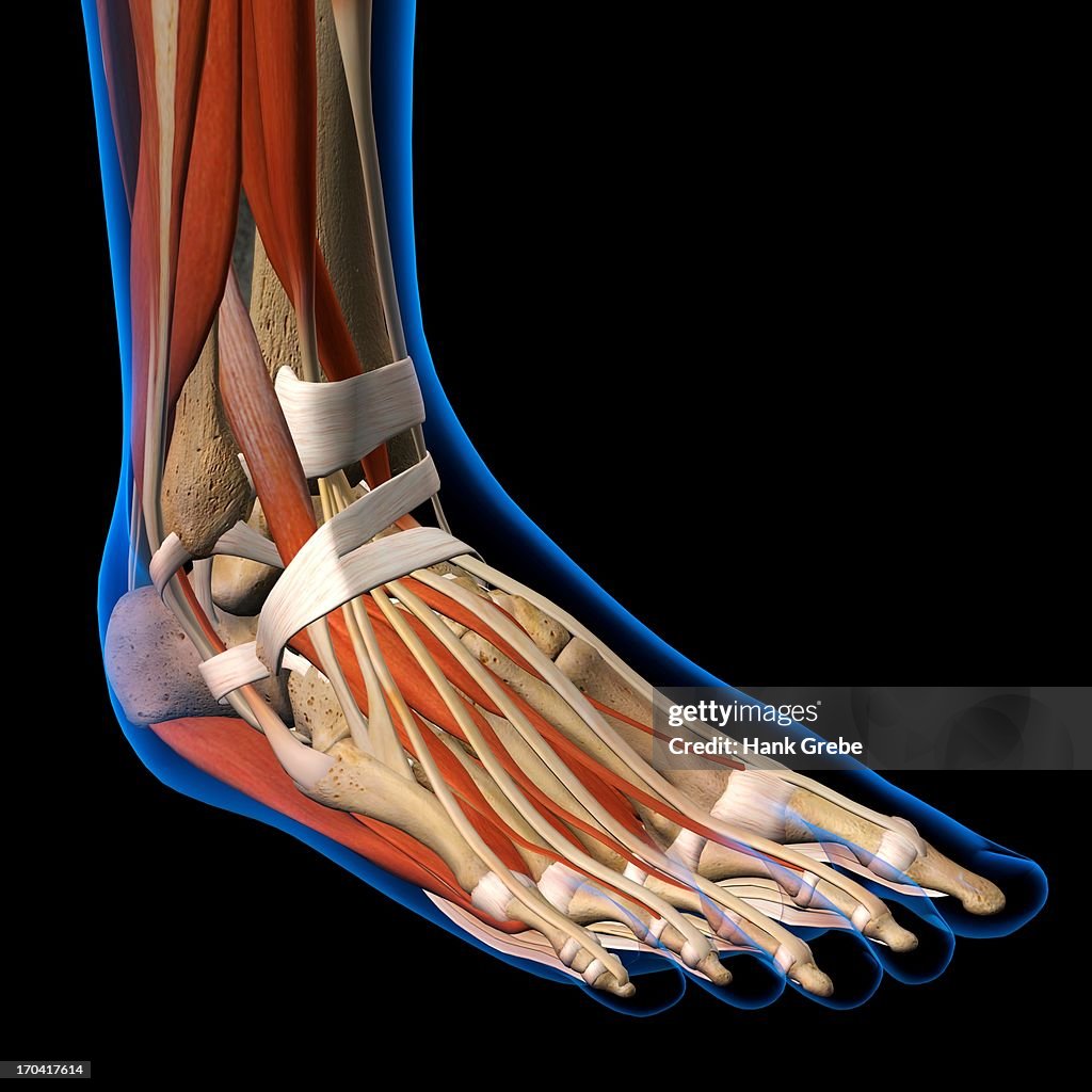 Side View X-Ray of female ankle and foot bones, muscles and ligaments. Full Color 3D computer generated illustration on Black Background
