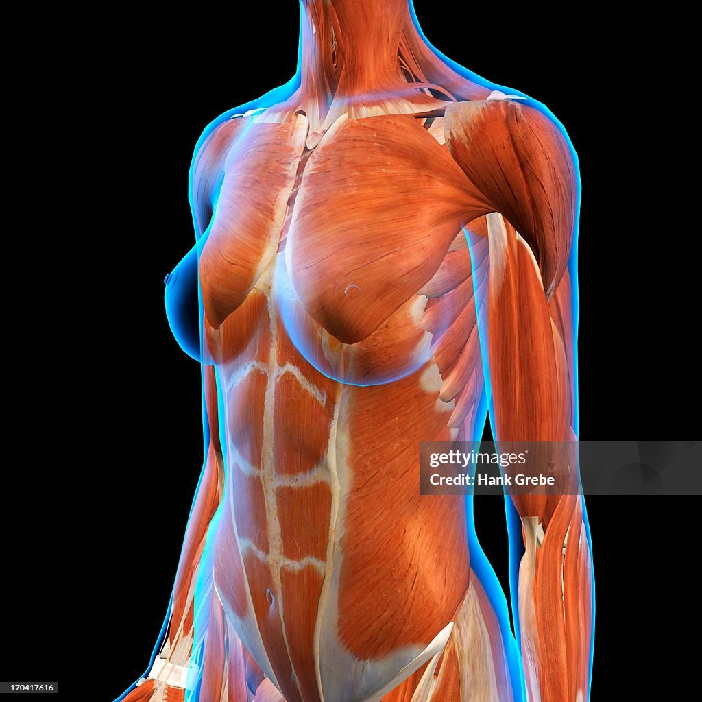Female Chest and Abdominal Muscles Anatomy in Blue X-Ray outline. Full Color 3D computer generated illustration on Black Background