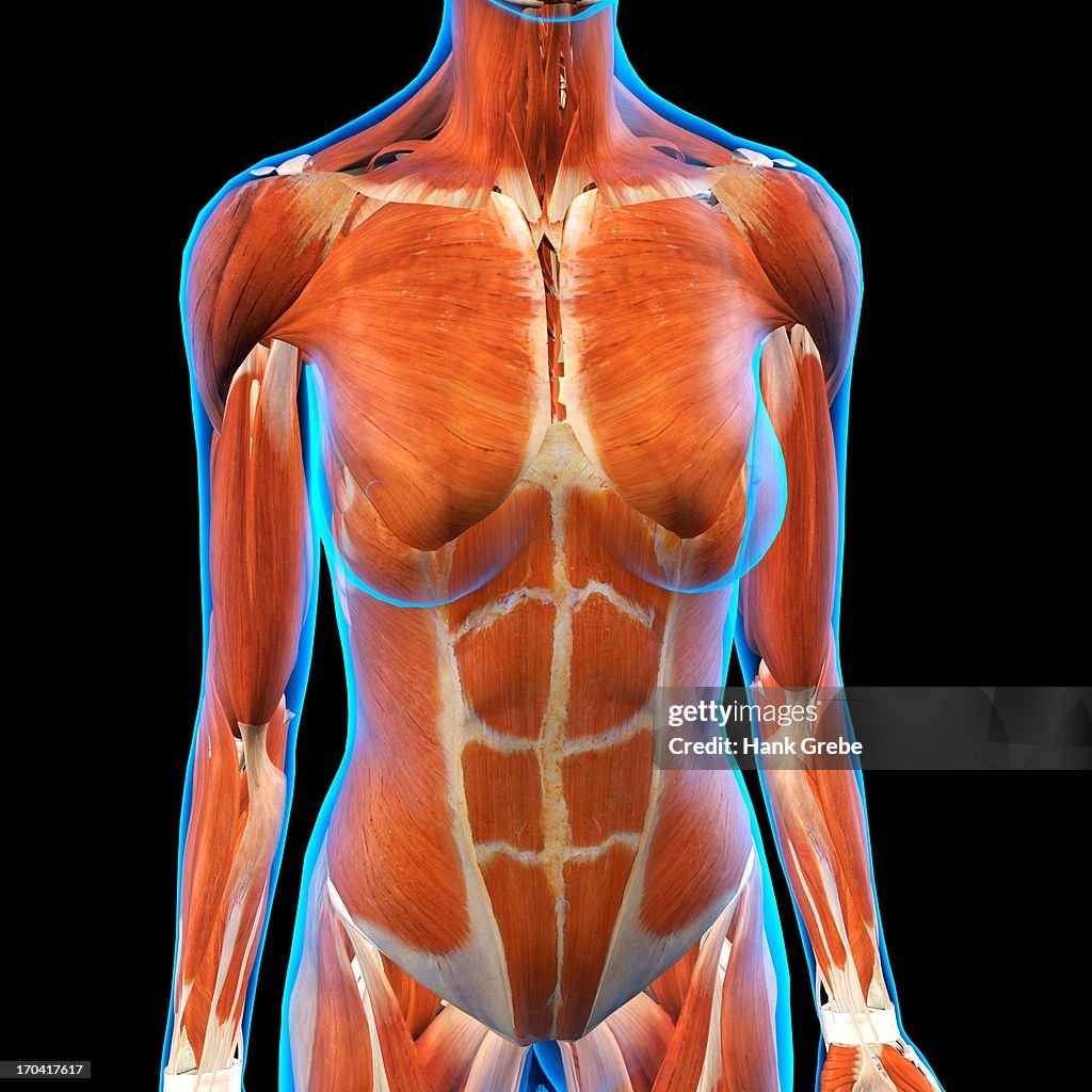Frontal View of Female Chest and Abdominal Muscles Anatomy in Blue X-Ray outline. Full Color 3D computer generated illustration on Black Background