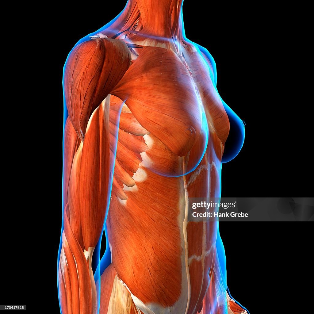 Side View of Female Chest and Abdominal Muscles Anatomy in Blue X-Ray outline. Full Color 3D computer generated illustration on Black Background