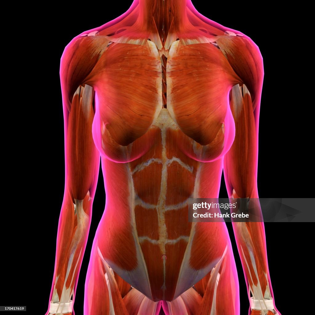 Frontal View of Female Chest and Abdominal Muscles Anatomy in Pink X-Ray outline. Full Color 3D computer generated illustration on Black Background