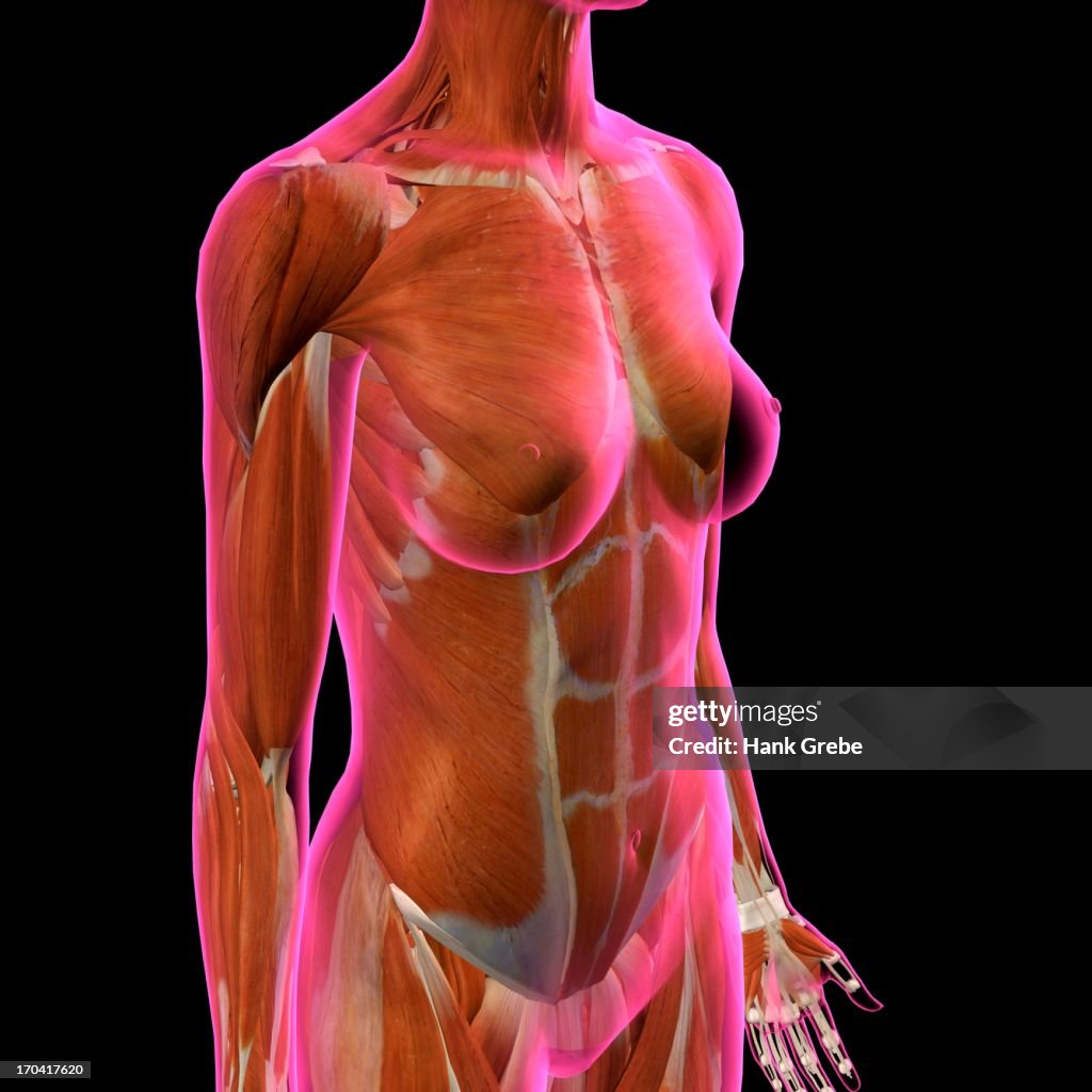 Frontal View of Female Chest and Abdominal Muscles Anatomy in Pink X-Ray outline. Full Color 3D computer generated illustration on Black Background