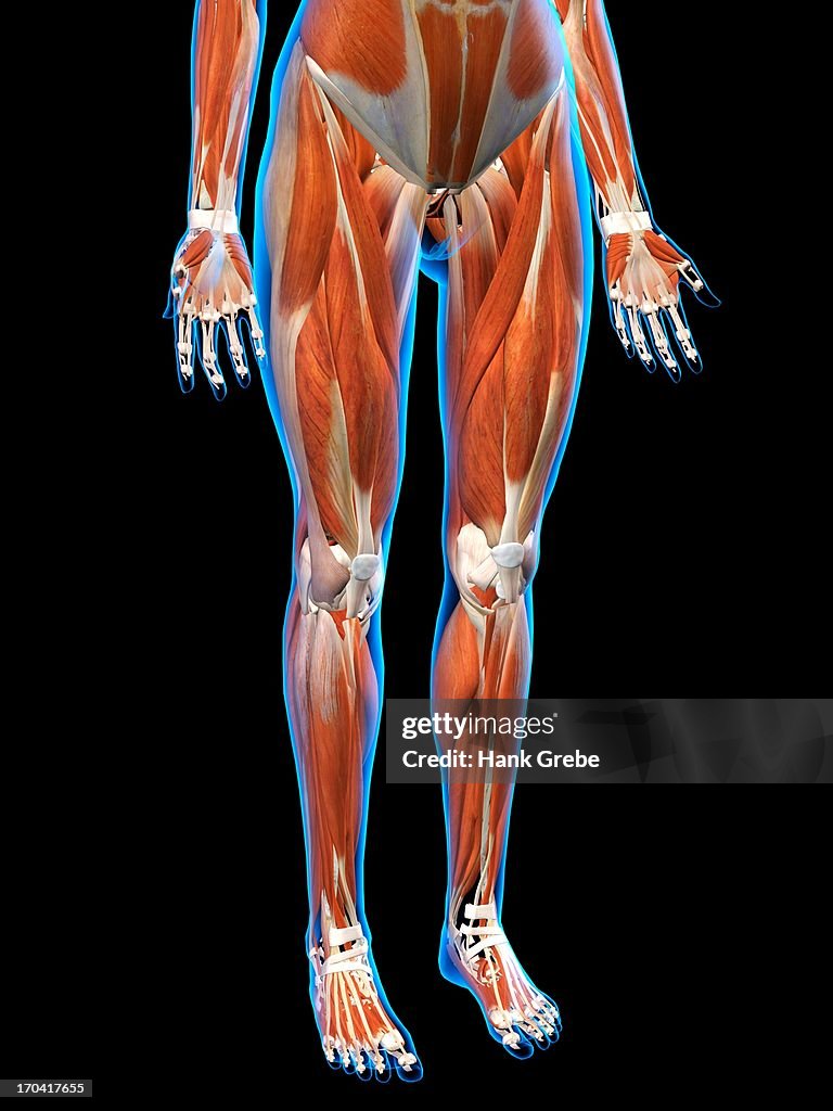 Humne Body Leg Human Leg Front View