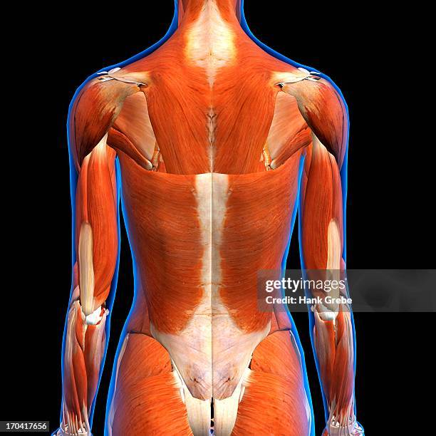 Computer Generated Abdomen Female Abdomen Anatomy Stockfoto's en -beelden - Getty Images