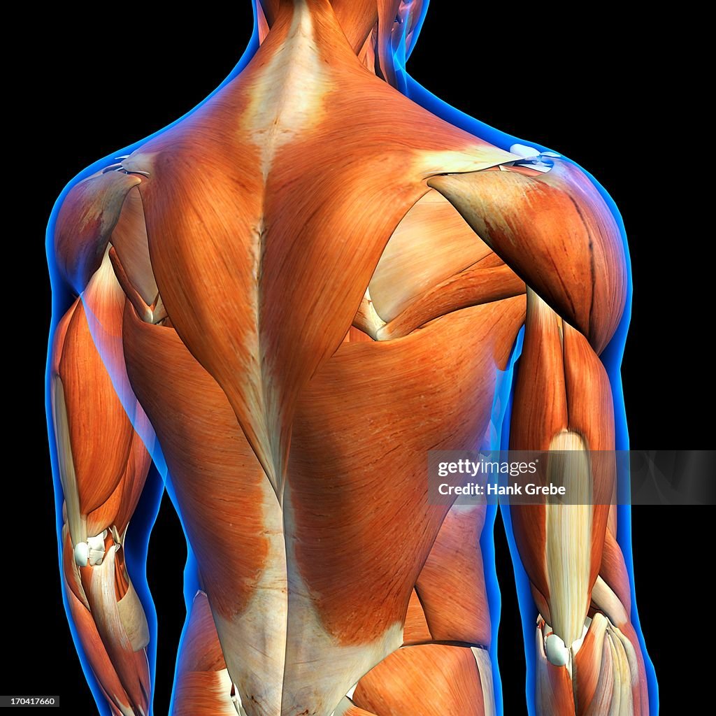 Rear View of Male upper back muscles anatomy in blue X-Ray outline. Full Color 3D computer generated illustration on Black Background