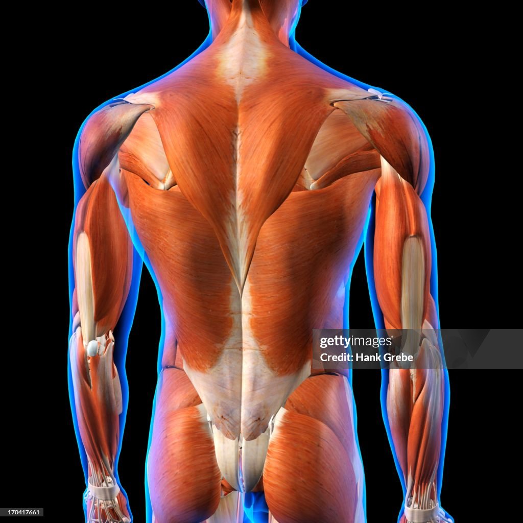Rear View of Male back muscles anatomy in blue X-Ray outline. Full Color 3D computer generated illustration on Black Background