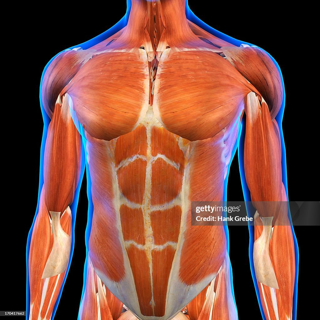 Front View of Male Chest and Abdominal Muscles Anatomy in Blue X-Ray outline. Full Color 3D computer generated illustration on Black Background