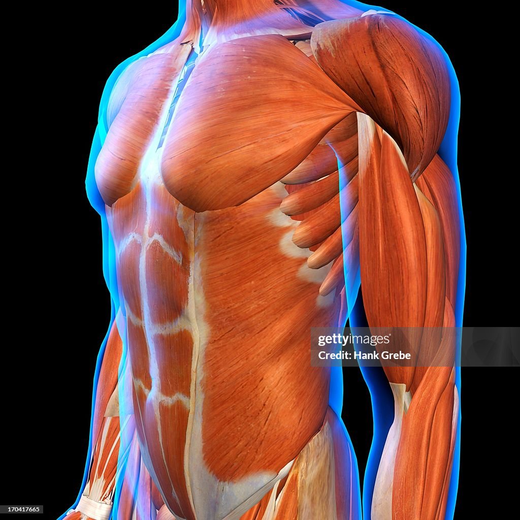 Frontal View of Male Chest and Abdominal Muscles Anatomy in Blue X-Ray outline. Full Color 3D computer generated illustration on Black Background