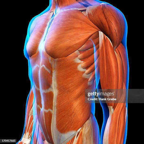 frontal view of male chest and abdominal muscles anatomy in blue x-ray outline. full color 3d computer generated illustration on black background - frontaal stock illustrations