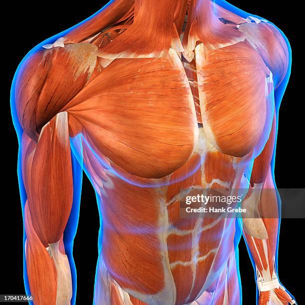 Computer Generated Abdomen Male Anatomy Reference Stock-Fotos und Bilder - Getty Images