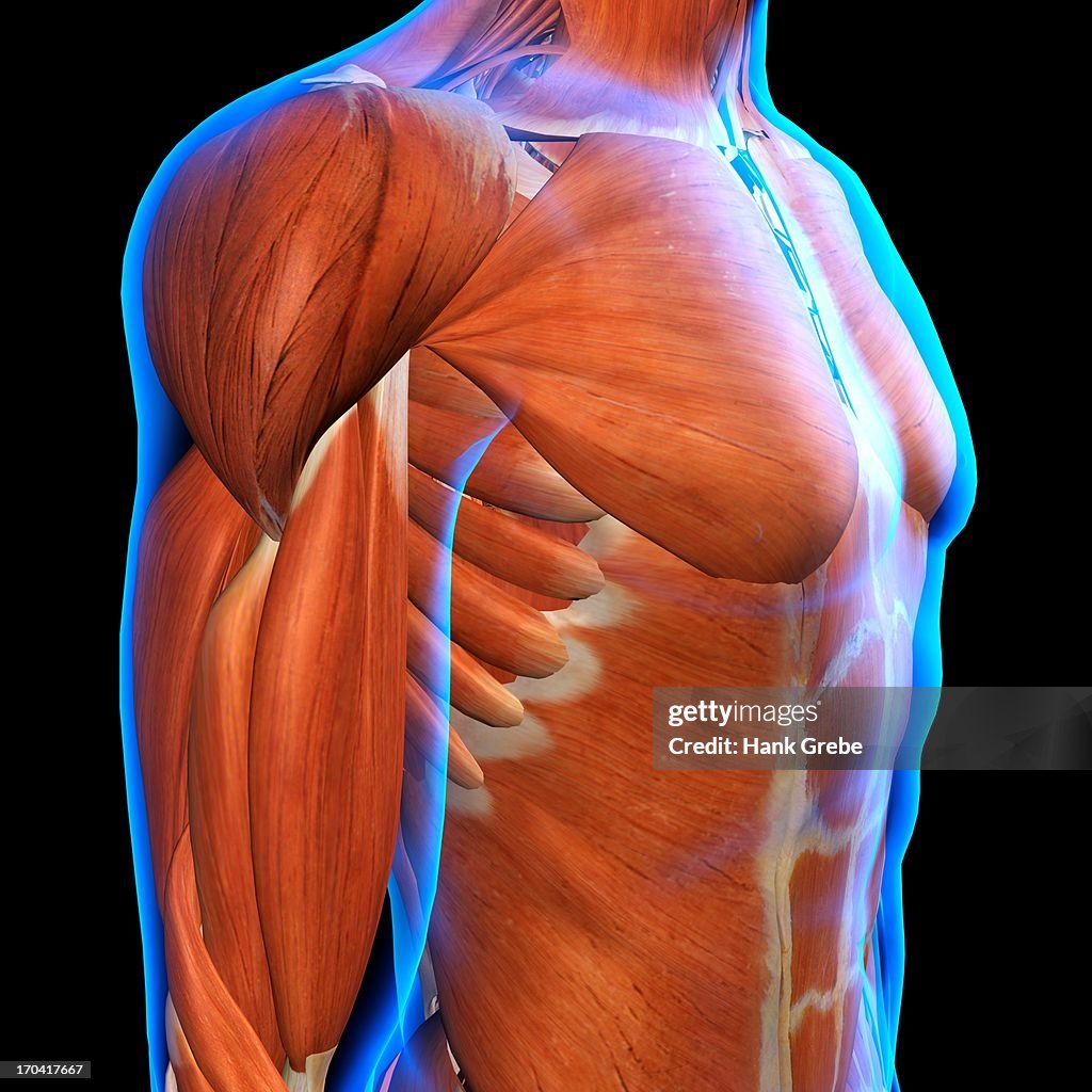 Side View of Male Chest and Abdominal Muscles Anatomy in Blue X-Ray outline. Full Color 3D computer generated illustration on Black Background