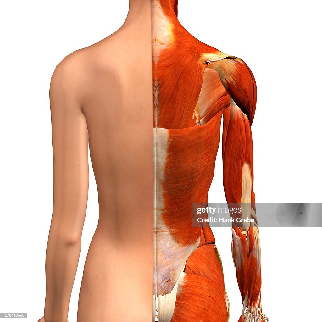 Crosssection Anatomy Of Female Shoulders And Back Muscles High-Res