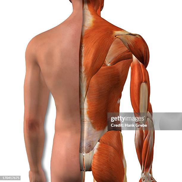 Buttocks Function 169 Cross Buttocks Stock Photos, High-Res Pictures, and Images - Getty ...