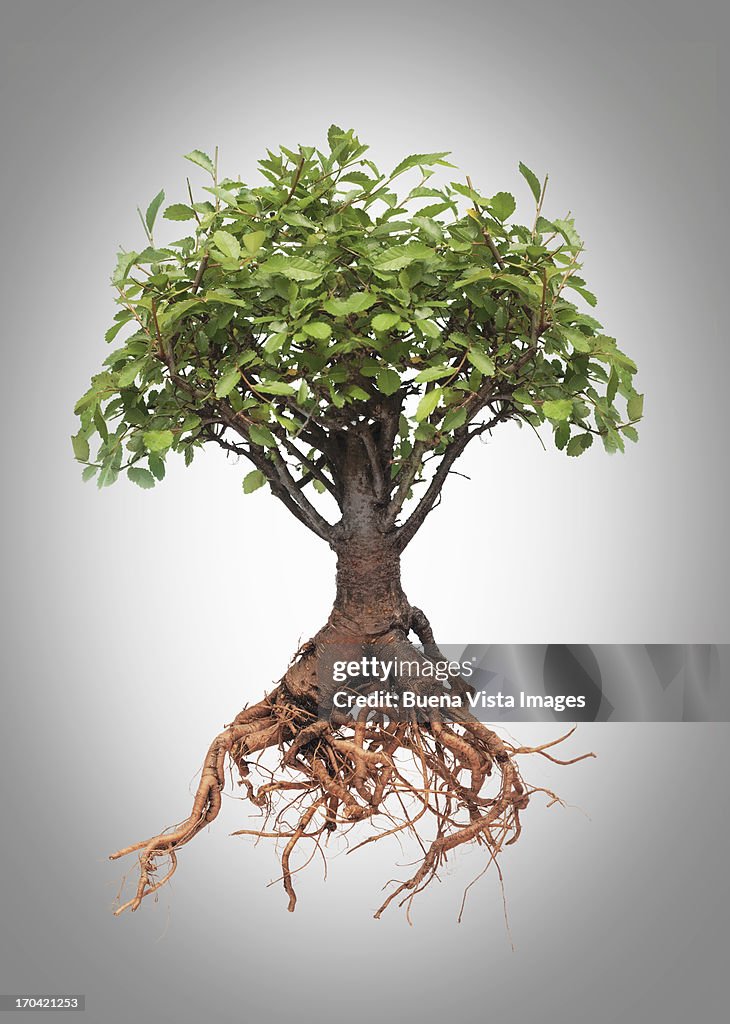 Tree Iwth Their Roots Studio Photo Of A Tree With Roots High-Res Stock Photo - Getty Images
