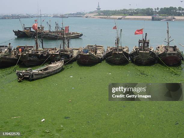 General view of seaweed covering a beach on June 12, 2013 in Rizhao, China. A large quantity of non-poisonous green seaweed, enteromorpha prolifera,...