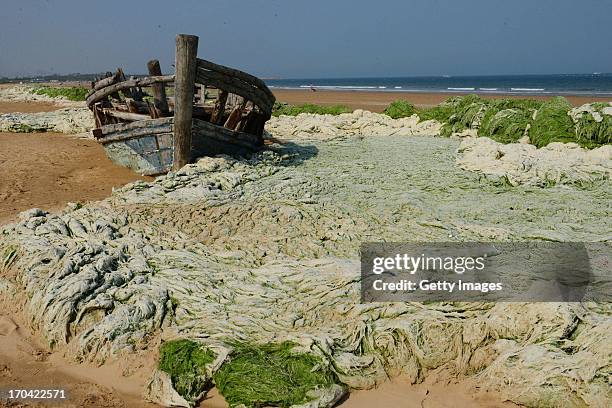 Photo shows a beach covered by a thick layer of green algae on June 12, 2013 in Qingdao, China. A large quantity of non-poisonous green seaweed,...
