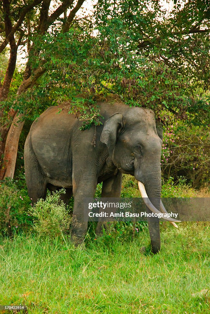 Elephant. Bandipur National Park, Karnataka, India