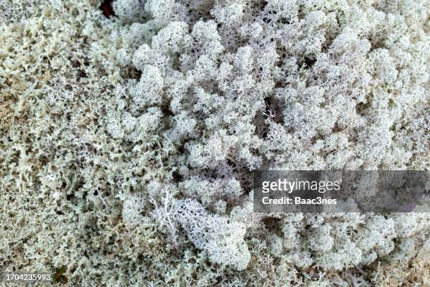 close up of northern reindeer lichen - norway - moss stock pictures, royalty-free photos & images