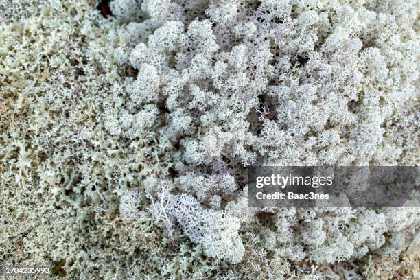 close up of northern reindeer lichen - norway - reindeer lichen cladonia rangiferina imagens e fotografias de stock
