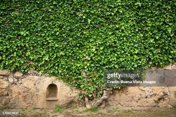 ivy on a wall of villa cimbrone, ravello - english ivy stock pictures, royalty-free photos & images