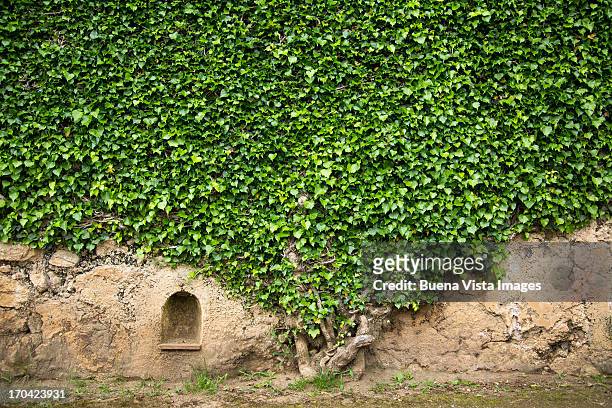 ivy on a wall of villa cimbrone, ravello - ground ivy imagens e fotografias de stock