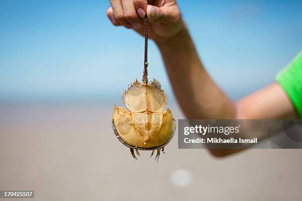 malaysian horseshoe crab - esoscheletro di animale foto e immagini stock