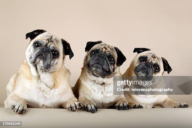 terror trio - pug stock pictures, royalty-free photos & images