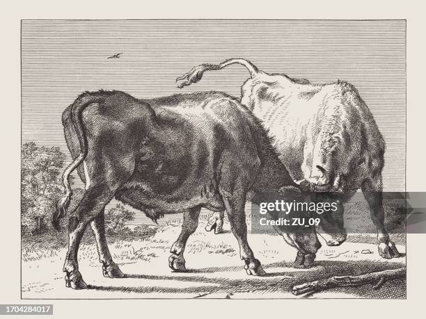 two fighting oxes, engraved by paulus potter, woodcut, published 1878 - paulus potter stock illustrations