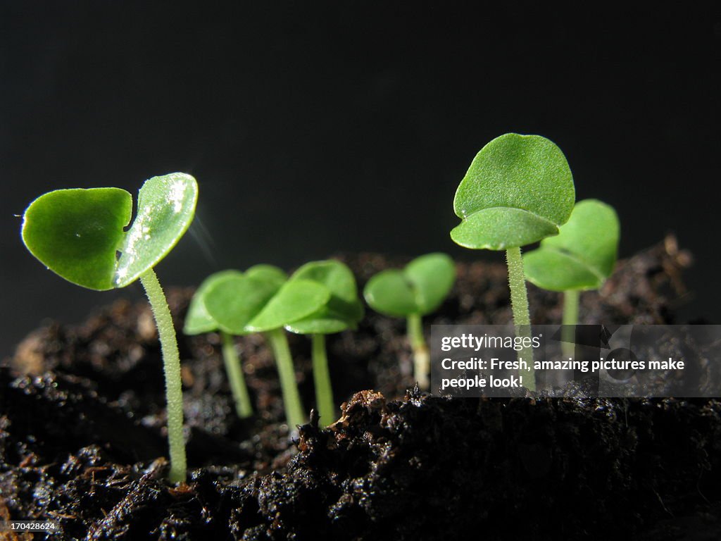 Young Basil Seedlings