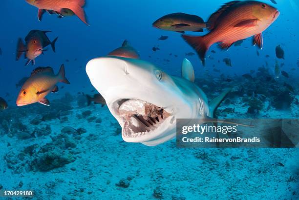 shark bite - grey reef shark stock pictures, royalty-free photos & images