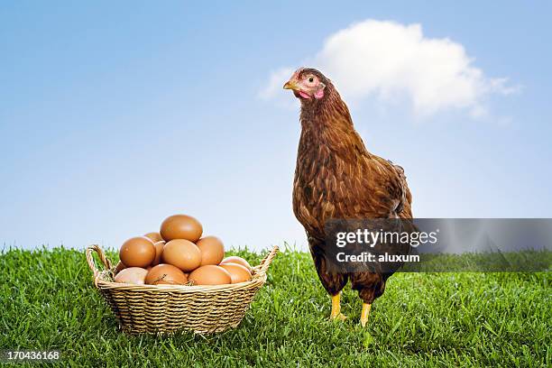 hen with organic brown eggs piled in a wicker basket - animal egg stockfoto's en -beelden