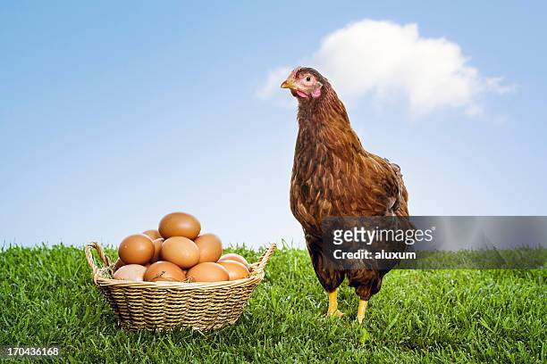 hen with organic brown eggs piled in a wicker basket - animal egg stock pictures, royalty-free photos & images