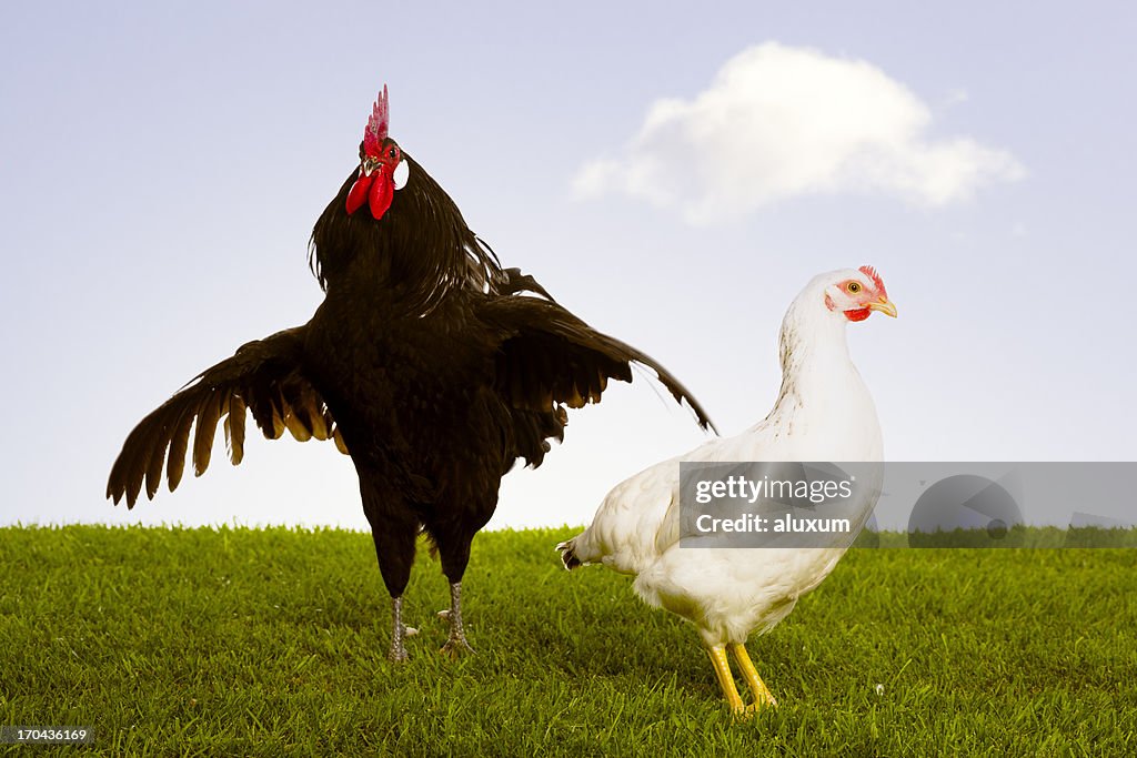 Rooster with hen