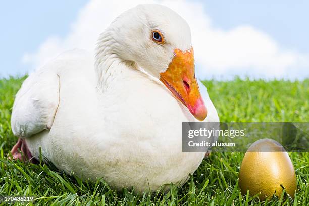 oie avec golden egg - oie oiseau des rivières photos et images de collection