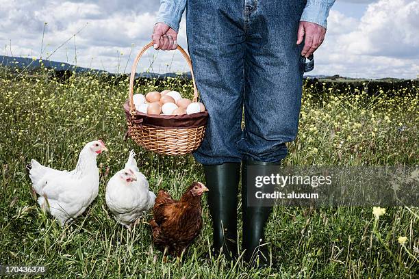 agricultor com ovos orgânicos - chickens imagens e fotografias de stock