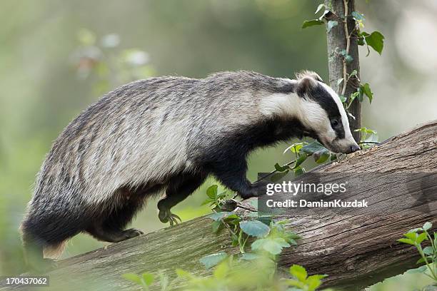 european badger - das stockfoto's en -beelden