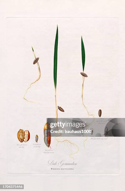 antique illustration, date and date germination, ficus, botanical illustration, circa 1817 - germinating stock illustrations