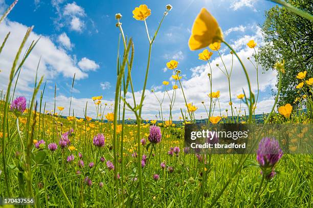 flores silvestres en un prado - flor silvestre fotografías e imágenes de stock