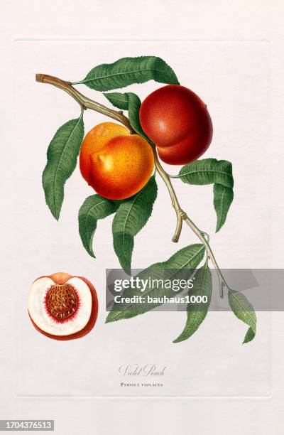 antique illustration, peach, botanical illustration, circa 1817 - peach tree stock illustrations