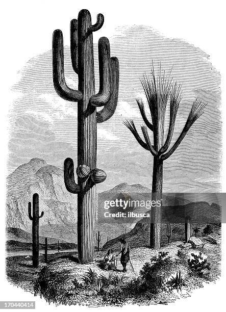antique illustration of giant cactus (cereus giganteus) with people - saguaro cactus stock illustrations