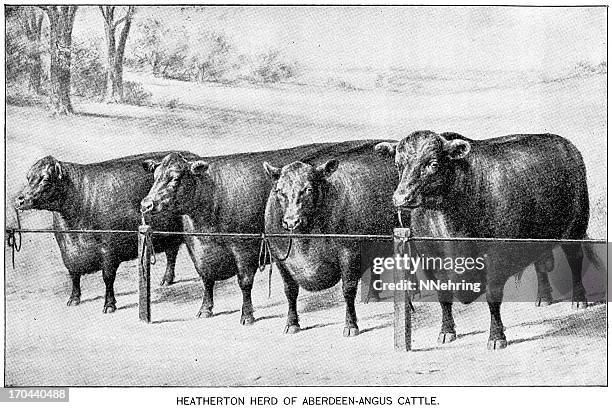 angus cattle engraving - angus stock illustrations
