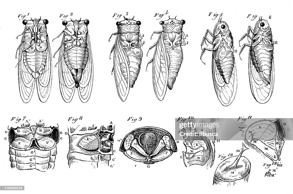 Antique illustration of cicada sections