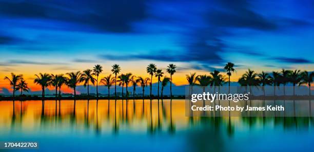 tropical palms in silhouette. - miami sky stock pictures, royalty-free photos & images