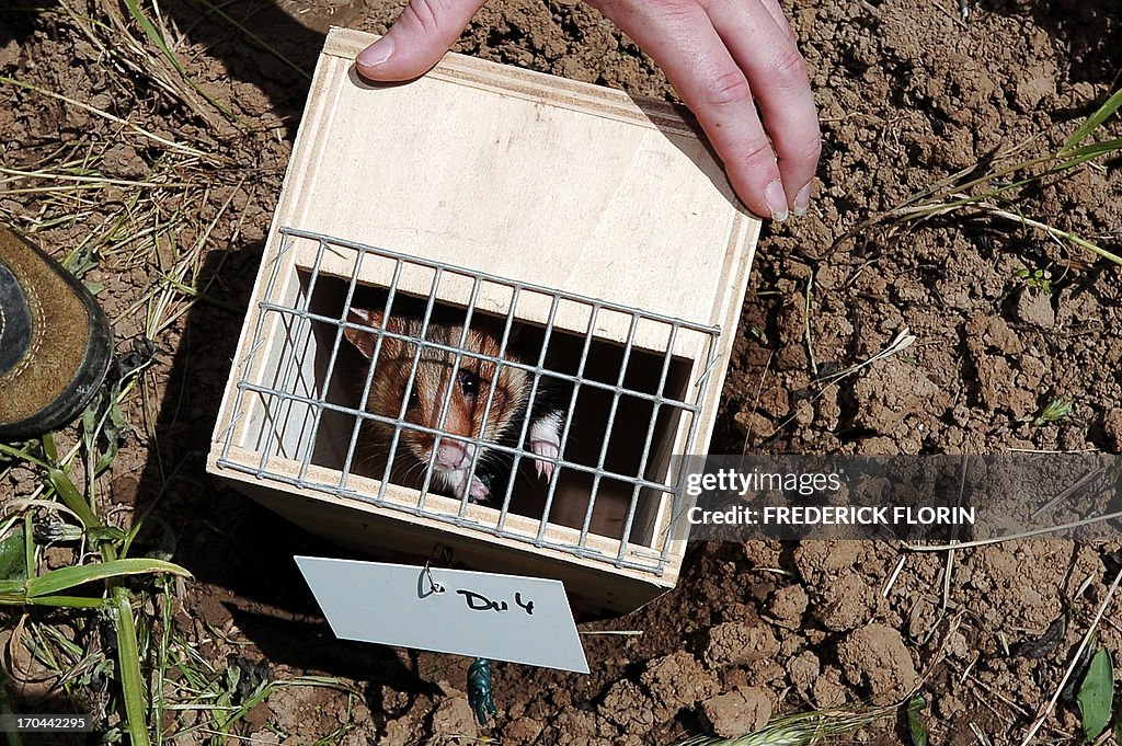 FRANCE-ANIMALS-HAMSTER