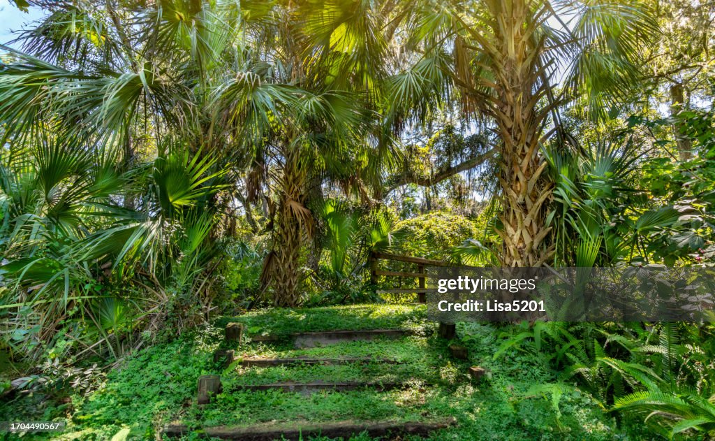 Tropical wilderness hiking trail near Orlando Florida