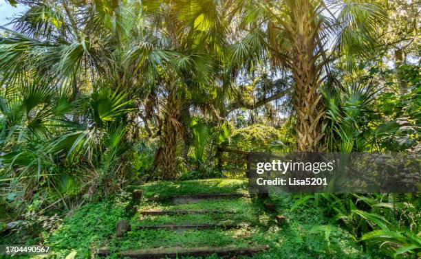 tropical wilderness hiking trail near orlando florida - central florida stock pictures, royalty-free photos & images