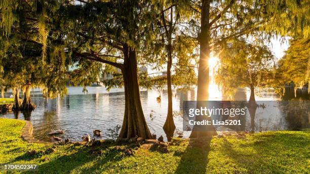 scenic lake eola park in downtown orlando florida - orlando florida city stock pictures, royalty-free photos & images